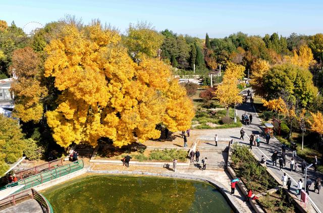 秋声渐杳 斑斓成诗#