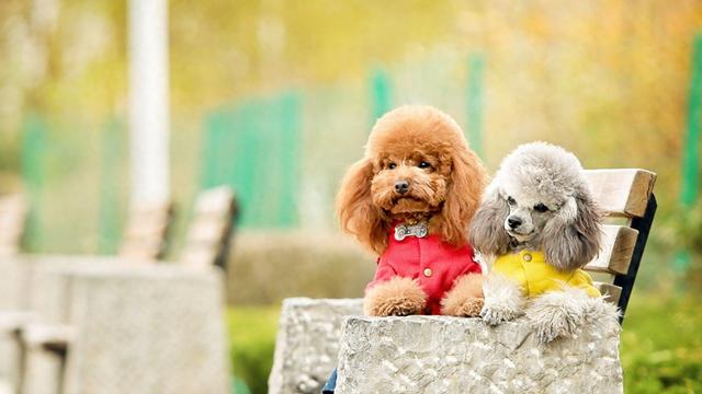 贵宾犬图片（贵宾犬是最适合在城市饲养的狗）