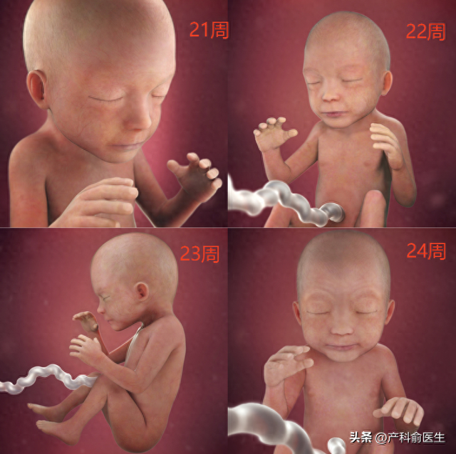 怀孕6个月肚子多大?（怀孕6个月宝宝长到30厘米）