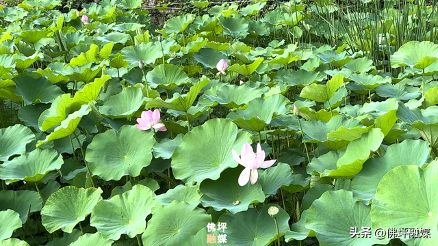 荷塘入画！风摇荷影暗香浮，王家湾里觅清凉