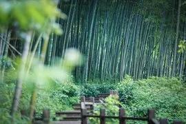 渔家傲 · 游江苏宜兴万亩竹海（二首）