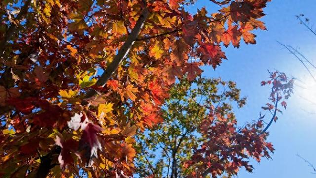 第一波红叶已登场！快来普陀这里感受浪漫→