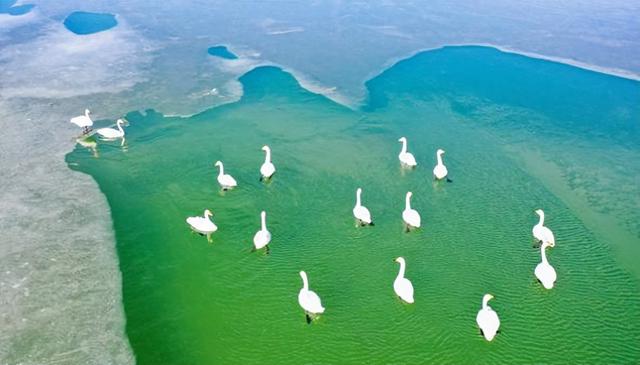 嘉峪关草湖国家湿地公园迎来越冬大天鹅