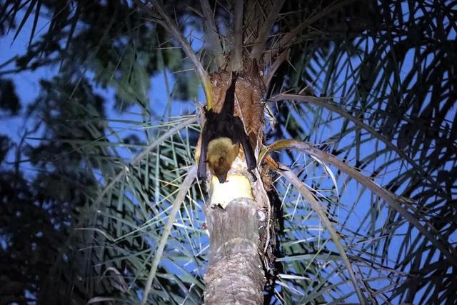 印度在一名有感染症状女子家附近捕获9只蝙蝠，1只有尼帕病毒抗体；华人：当地民众对疫情关注较少	，仍有庆典活动正常举行