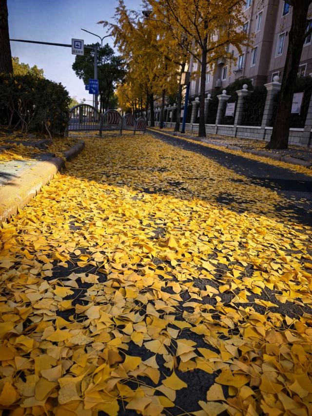 这“落叶不扫”究竟是谁提出来的?实在太过分啦!