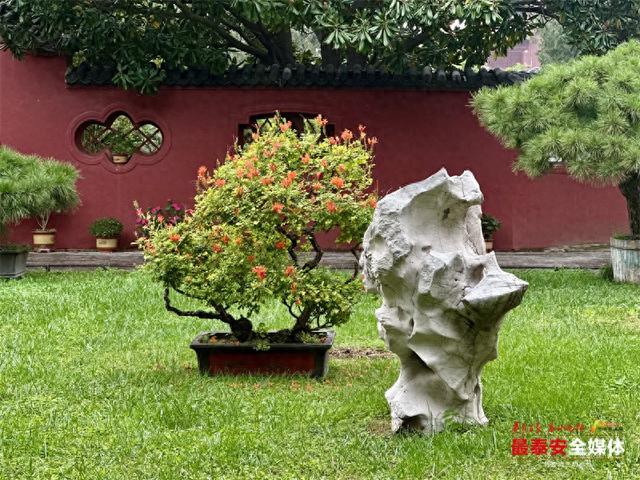 岱庙新添三处文旅新亮点 奇石古柏述传说 唐槐古院展新颜