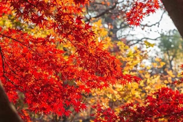 5870个车位+4条接驳线！红枫季正当时