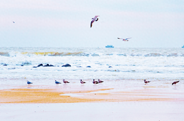 冬日山海间 与鸥共舞时