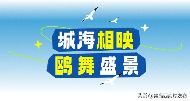 在唐岛湾，一起“鸥”遇吧！