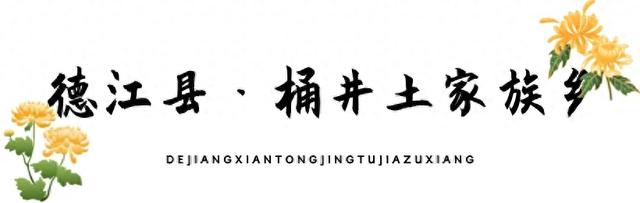 乡游黔中 · 德江县 桶井土家族乡丨乌江畔金菊漫山，秋韵正浓