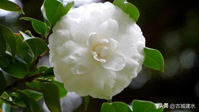 百年风骨,玉盏凝香!建水文庙三百岁白山茶迎盛花期