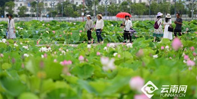 【高清组图】峨山千亩荷花盛放引客来