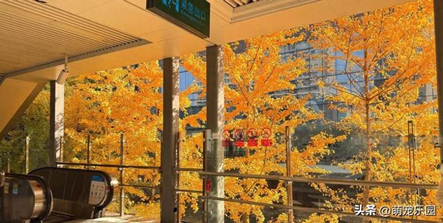 三阳路地铁口现绝美银杏，随手一拍美过滤镜