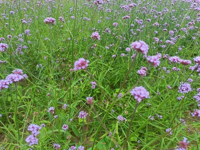 游马鞭草田