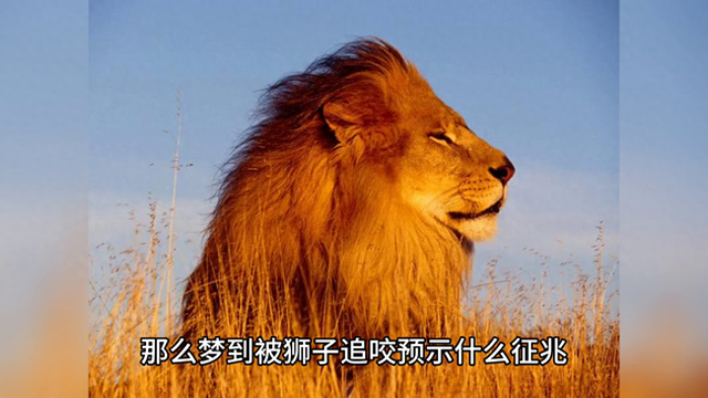 梦见被狮子追到处躲藏啥意思（梦到被狮子追咬预示什么征兆雄狮）