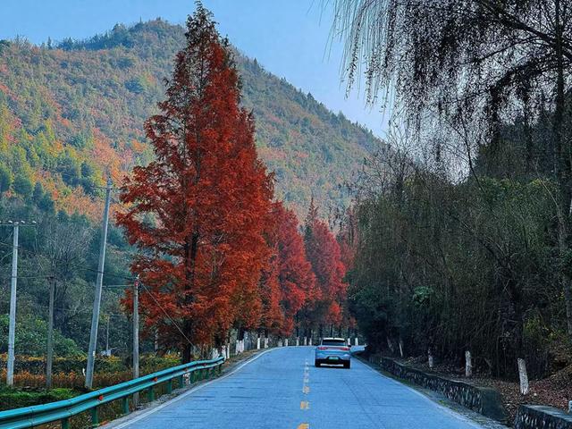 郧阳230省道：秋日公路上的流动画卷