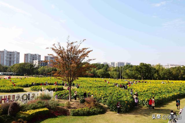 出站即入画，江苏苏州花桥地铁站向日葵花海浪漫触手可及