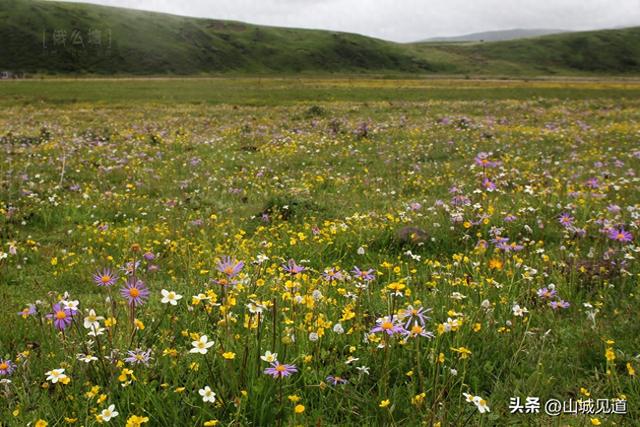 川西若尔盖大草原环线自驾攻略