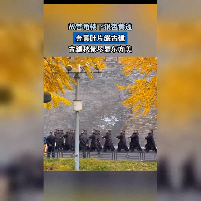 故宫银杏映金秋，古建飞檐下的绝美画卷