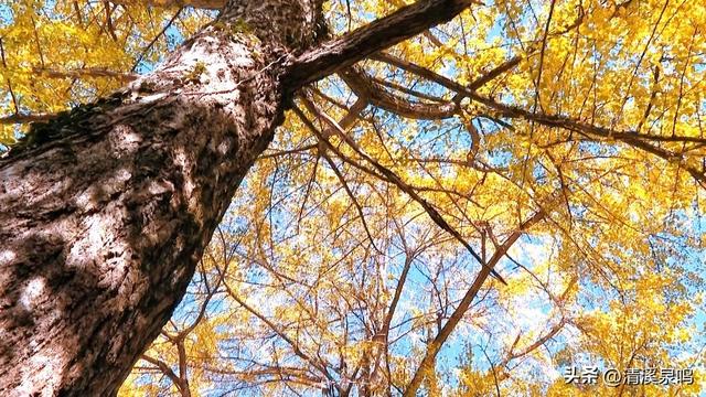 九峰大廊古银杏：岁月的金黄絮语