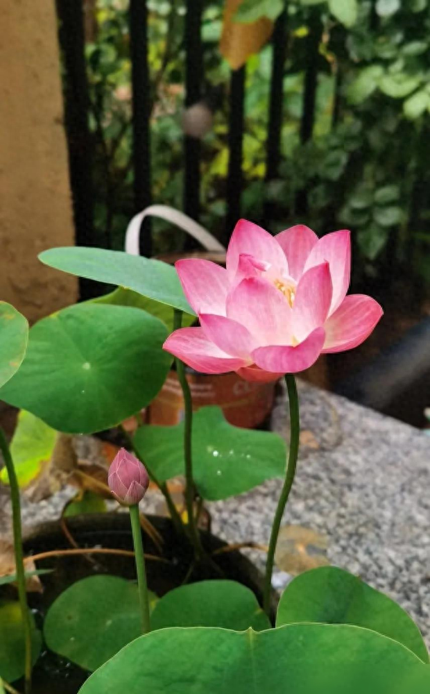 北京一户人家因阳台“荷花开花太美”走红，网友羡慕的都说卷了