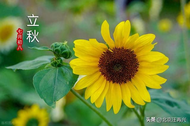 天凉好个秋！今天一过，今年就立秋了