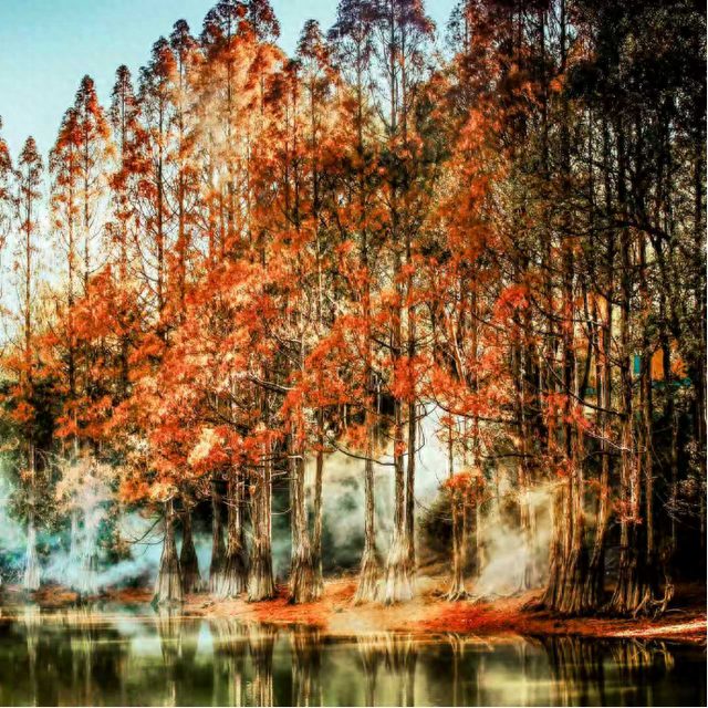 冬日限定！弋阳龟峰百年红杉林正红艳，邂逅一片“火焰童话”