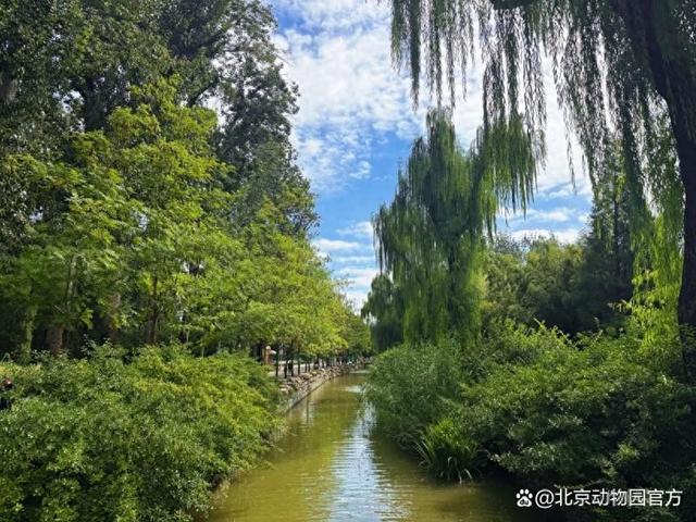 处暑游园暴击丨北京动物园【出暑限定】萌新顶流驾到！