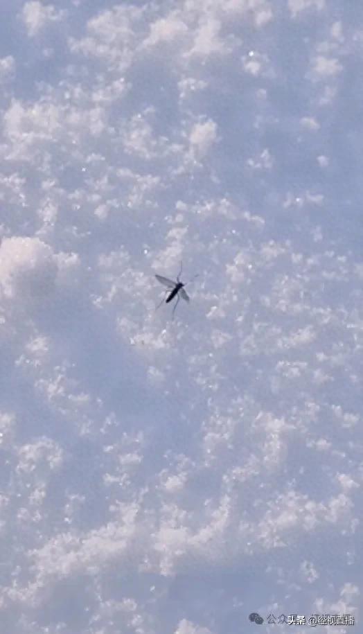 新疆雪地上惊现蚊子爬行！网友：蚊子有抗寒性了？专家回应