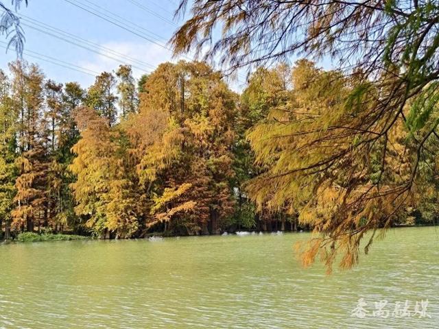 番禺区龙湾涌：落羽杉染金霞 水岸冬韵入画来