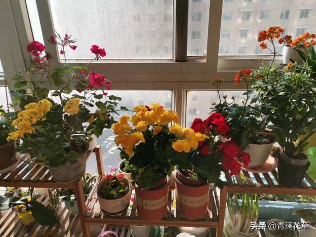 怎么自己制作花卉土（在家自制花卉肥料全攻略从原料到使用的一站式指南）