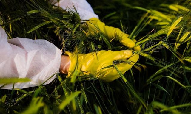 央媒通报！又一间谍行为曝光，作案手法阴险，粮食安全受威胁