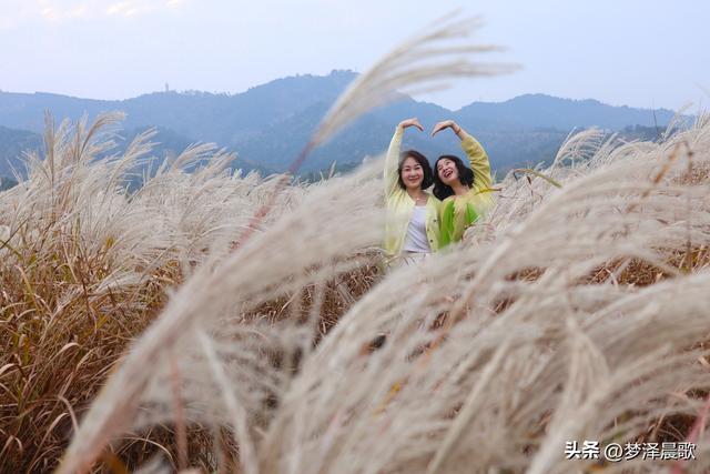 豫客纷至安陆，共赏银杏芦花绘初冬