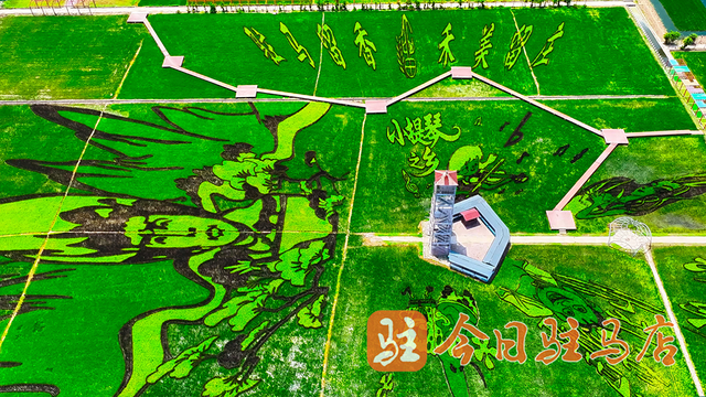 确山留庄：万亩稻田绿意盎然 美景如画