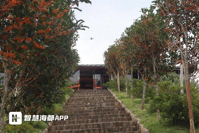 免费观赏！永泰桂花盛开，位置就在……