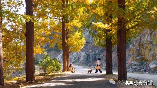 初冬，山东临朐嵩山水杉林太美了！