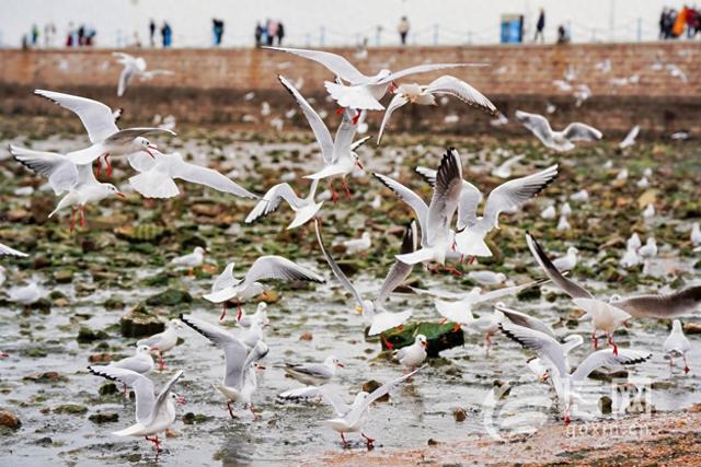 第二届青岛海鸥季启动 冬游青岛开启全域文旅盛宴