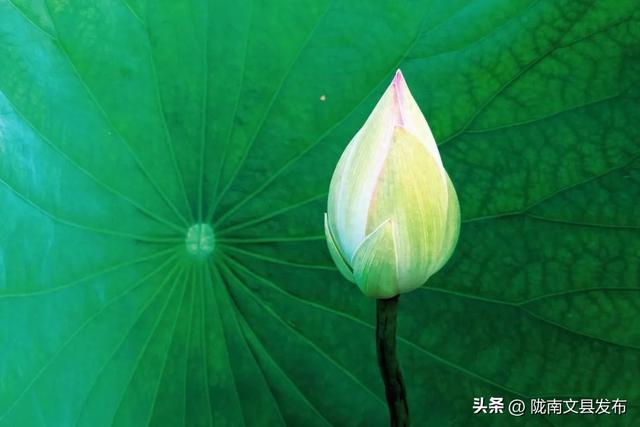 文县碧峰沟荷花如约而至，快来邂逅“接天莲叶无穷碧”的美景