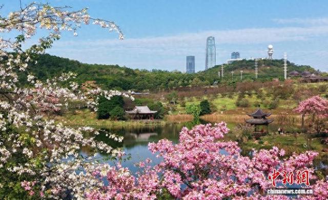 广西南宁冬日繁花似锦