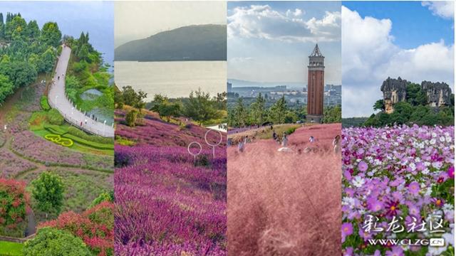 旅居云南·昆明好在（十六）秋日花海，粉紫浪漫