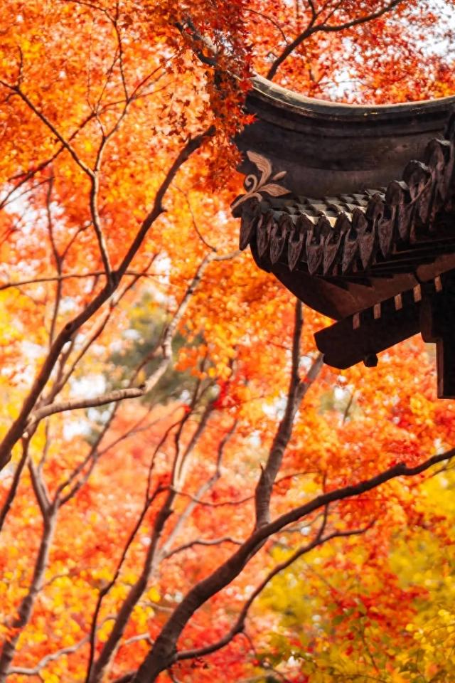 秋色限定!沪上园林已达颜值巅峰→