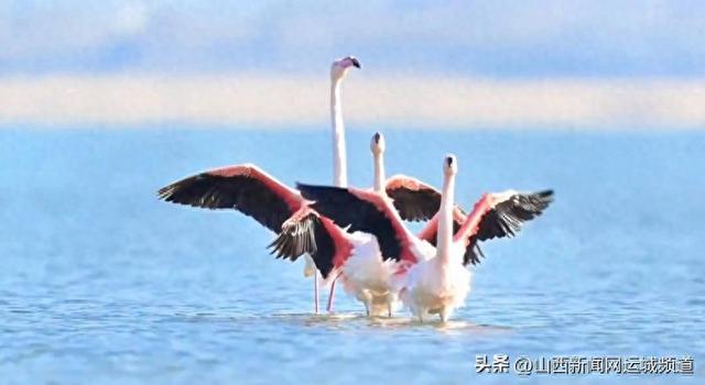 四只火烈鸟栖落盐湖 生态美景引八方摄友打卡