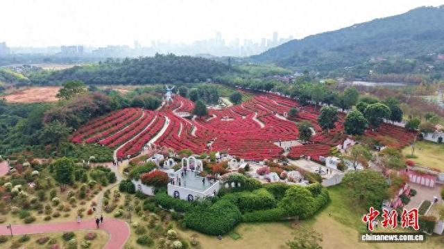 广西南宁冬日花海美如画