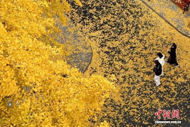 浙江杭州银杏金黄美如画 吸引市民游客打卡