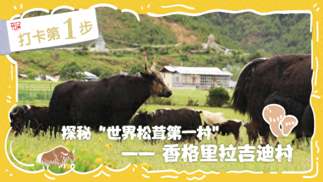 解锁“世界松茸第一村”，总共需几步？