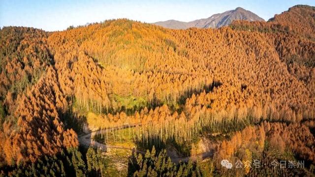 崇州彩林天花板🤩🤩🤩谁还没去过？