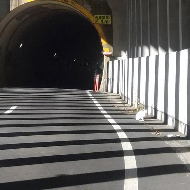 白猫大救援攻略（寒冷深山隧道里发现一只白猫）