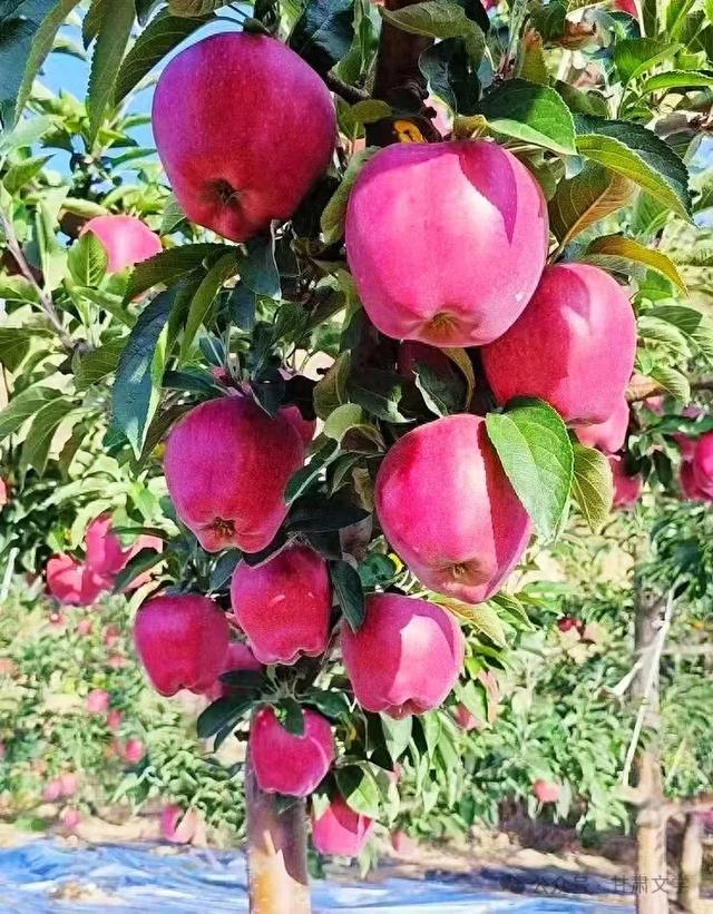 文 子: 苹 果 香