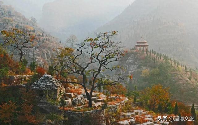 柿子熟了!淄博这些“柿”情画意,超出片!