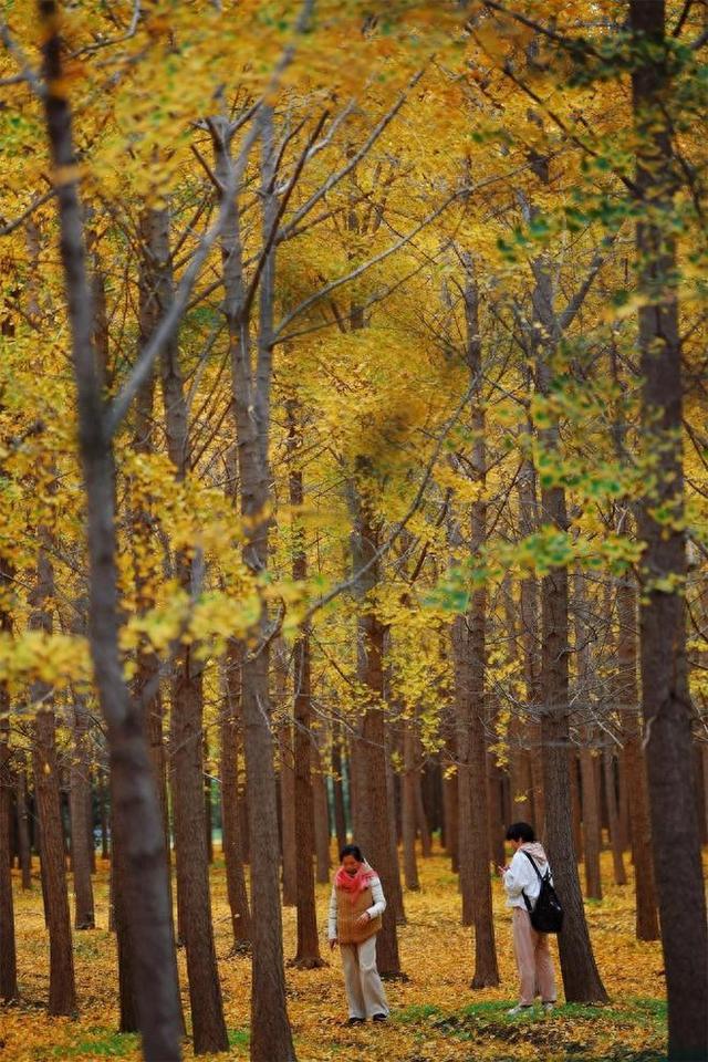 西安汉阳陵银杏林迎来了一年中最绚烂的时刻